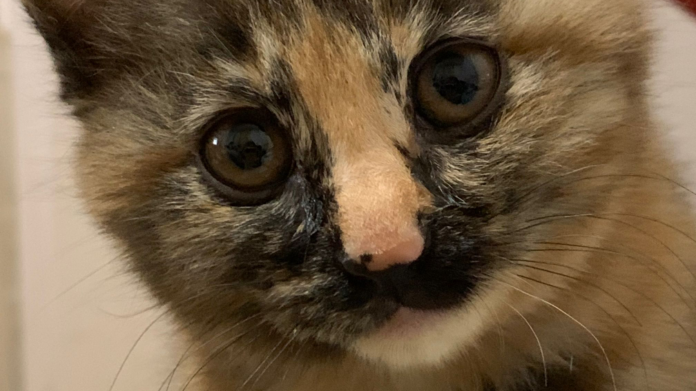 小奶猫的肚子真是太软啦ฅฅ*
